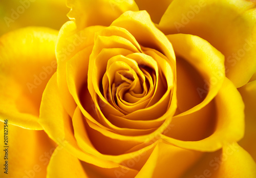 Close-up of a fresh open rose blossom  full frame