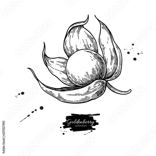 Physalis fruit vector drawing. Golden berry sketch. Vintage engraved illustration of superfood.