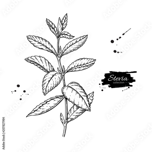 Stevia vector drawing. Herbal sketch of sweetener sugar substitute. Vintage engraved illustration of superfood.