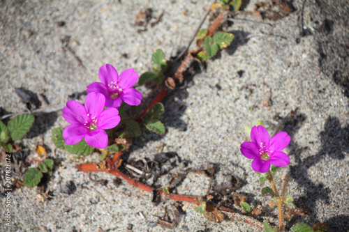purple flowers on the beach sand