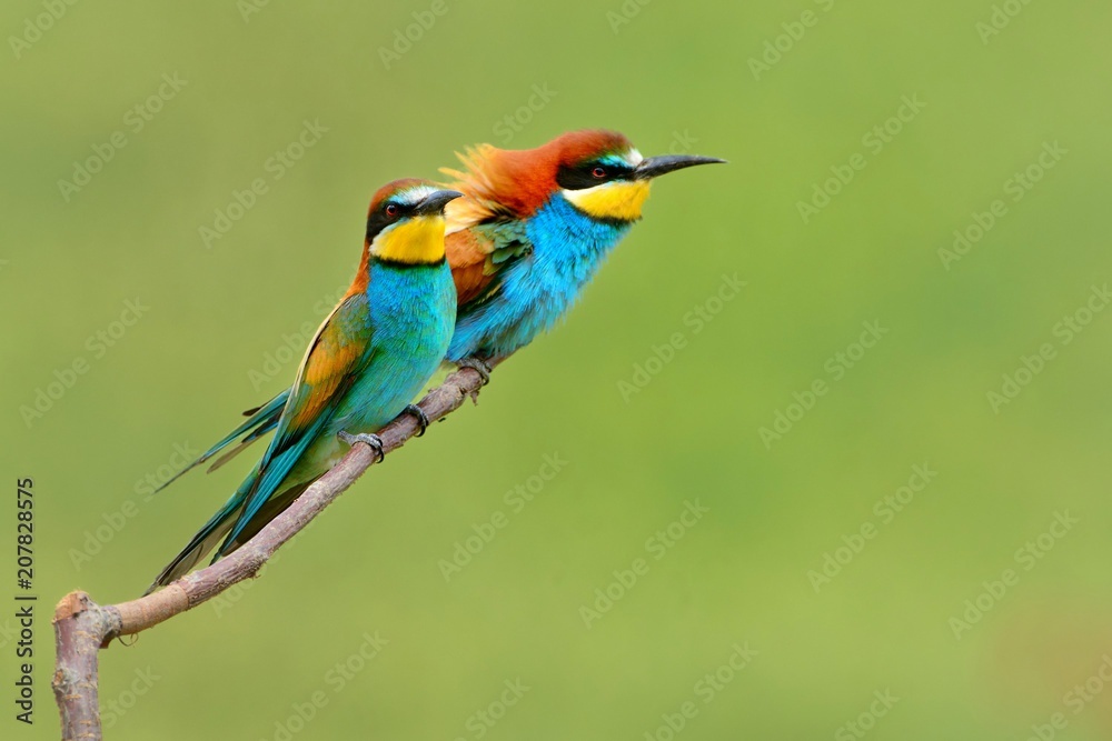 European Bee-eater - Merops apiaster sitting on the branch with green background European Bee-eater - Merops apiaster sitting on the branch with green background