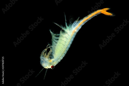 The male Fairy Shrimp (Branchipus schaefferi) captured close up with black background. A beautiful white crustacean swimming in the water.
