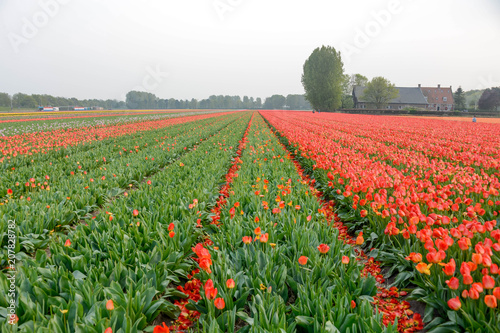 Parc Floral de Keukenhof aux Pays-Bas © Julien