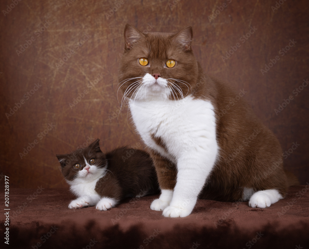 Britisch Kurzhaar Katze Vater und Tochter cinnamon und chocolate