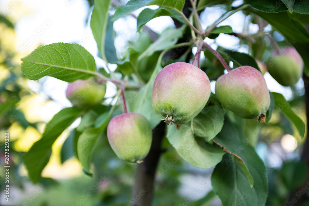 ripening apples on a branch against a tree ripening apples on a branch against a tree