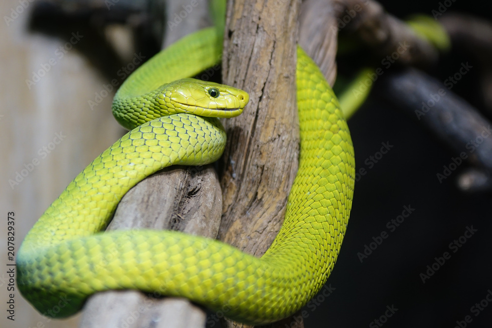Obraz premium Green Mamba, Dendroaspis viridis