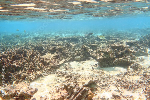 Underwater view of dead coral reefs and beautiful fishes. Snorkeling. Maldives  Indian ocean.