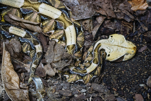 Gaboon viper, Bitis gabonica photo