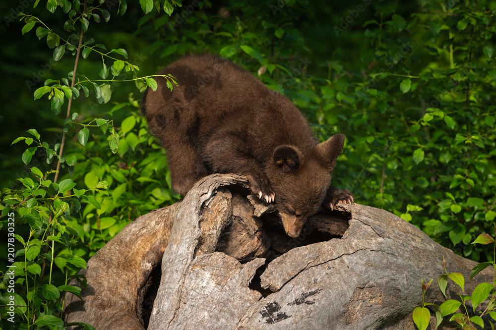 Black Bear Cub (Ursus americanus) Looks Down Into Log