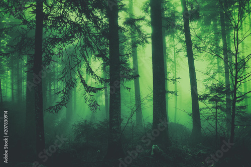 Fantasy dark green colored fairytale foggy forest tree landscape. Color filter effect used.