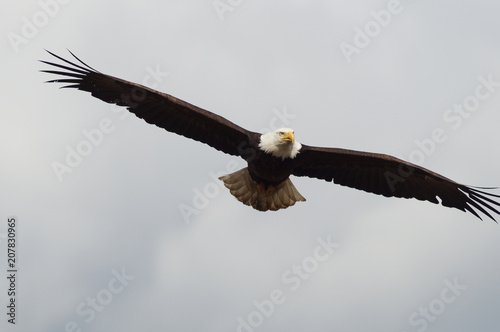 eagle, bald, american, nature, flying, bird, wildlife, white, animal, raptor, alaska, flight, haliaeetus, leucocephalus, america, feather, prey, fly, head, wing, symbol, background, yellow, majestic, 