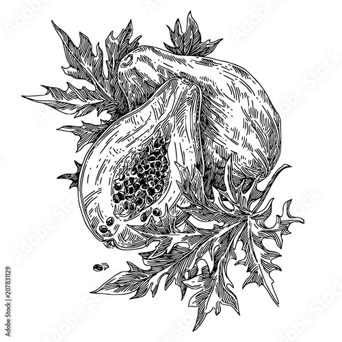 Wallpaper Mural Papaya fruit with leaves. Sketch. Engraving style. Vector illustration. Torontodigital.ca