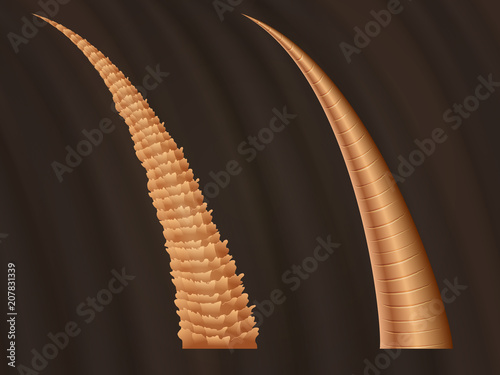 Closeup anatomy of damaged ragged hair and normal smooth hairs. Vector illustration for haircare concept
