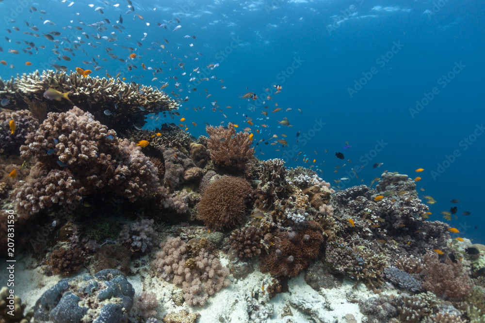 Fototapeta premium Coral reef with natural colors. Underwater shot of coral reef full of fish and different corals. Shot under natural light contition. Philippines.