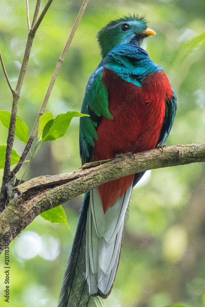 Obraz premium Male of resplendent quetzal (Pharomachrus mocinno) sits on the tree branch in the forest of Monteverde National Park, Costa Rica