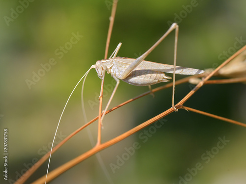 Closeup of grasshopper on grass seen from profile