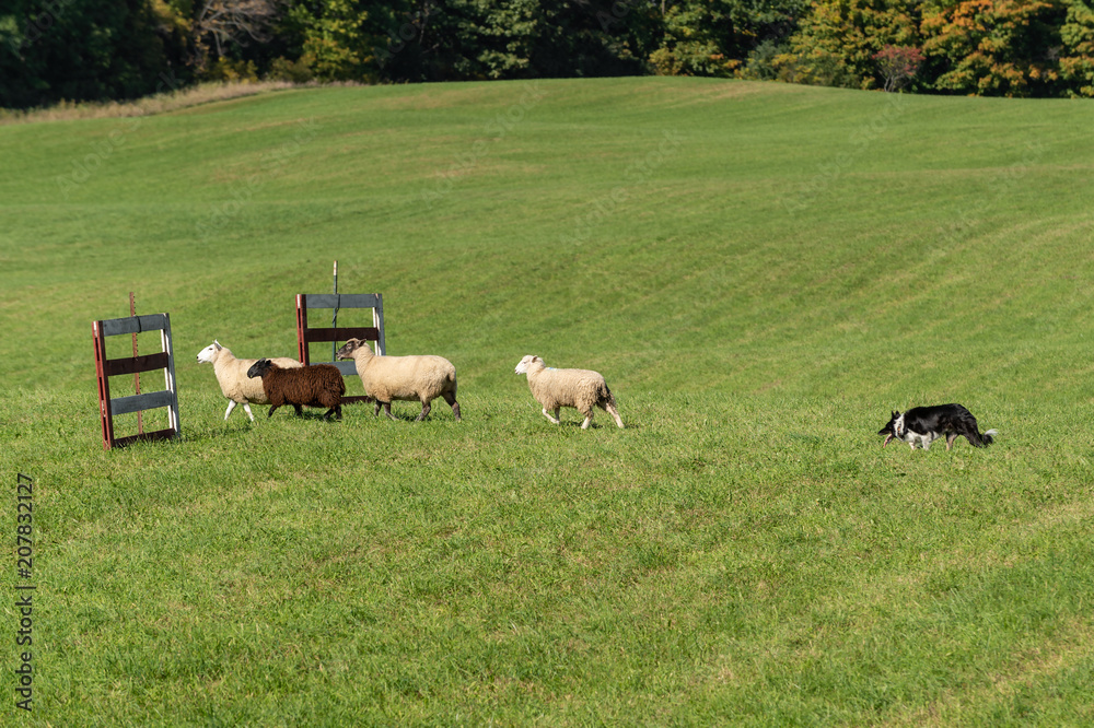 Stock Dog Walks Up to Group of Sheep (Ovis aries) Through Fences Stock Dog Walks Up to Group of Sheep (Ovis aries) Through Fences