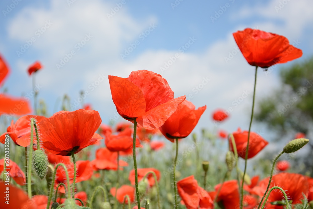 Obraz premium Beautiful wild red poppies blooming in the spring in the meadow on a background of blue sky with clouds, for advertising, banner, copyspace