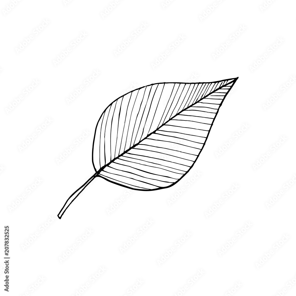 Pencil Sketch of a Leaf