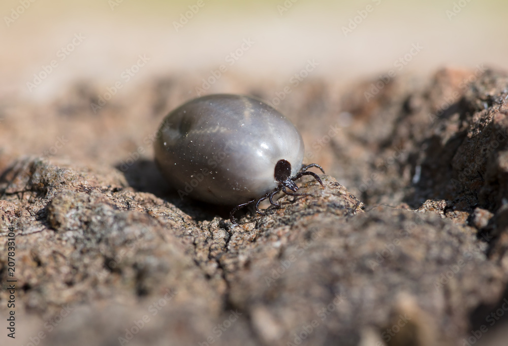 Vollgesaugte Zecke, zeckenbiss, zeckenbiß, zeckengefahr, Tick parasite in free nature / Zecke