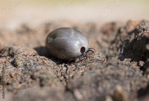 Vollgesaugte Zecke, zeckenbiss, zeckenbiß, zeckengefahr, Tick parasite in free nature / Zecke Holzbock, nach dem Zeckenbiss, zeckengebiet, dicke zecke, fette zecke, große zecke, aufgebläht photo
