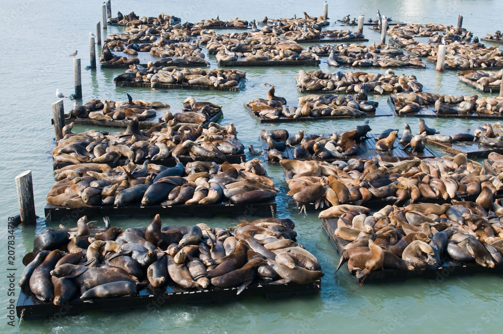 Obraz premium Lwy morskie