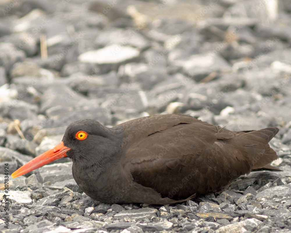Oyster catcher Laying Down Oyster catcher Laying Down