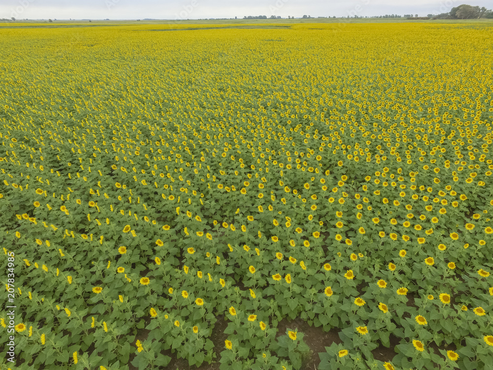 Fototapeta premium Sunflower cultivation, Aerial view, in pampas region, Argentina