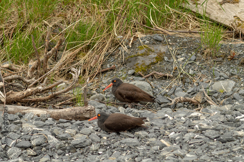 Two Oyster catchers Senter