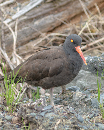 Oyster Catcher 