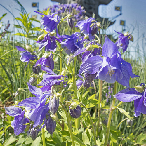 Akilegiya Terry. Aquilegia Clementine Rose perennial. Aquilegia Nora Barlow  Clematis Flowered or Rose Columbine 