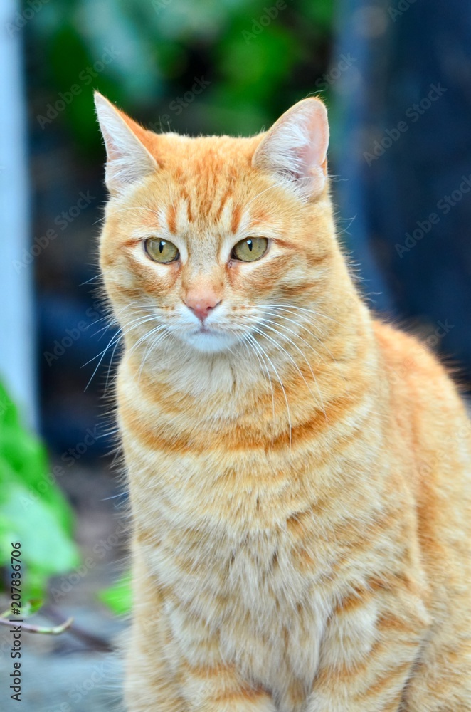 orange cat portrait