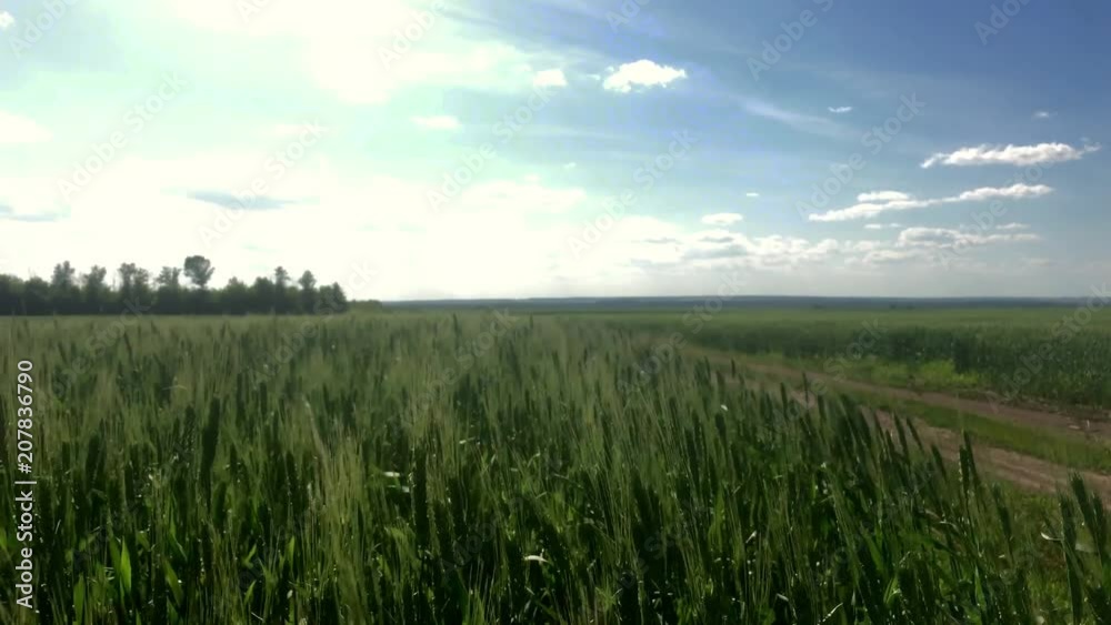Movement along the wheat field, green ears in the wind, natural, nature, organic. Movement along the wheat field, green ears in the wind, natural, nature, organic.