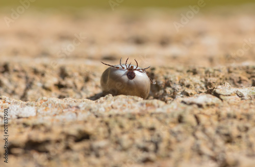 parasitic arachnids: tick in free nature (Macroshot) photo