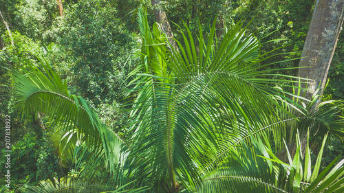 Tropical plant pattern in the jungle