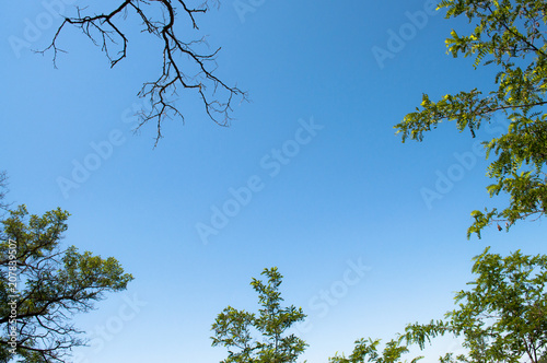 Background of green foliage and blue sky