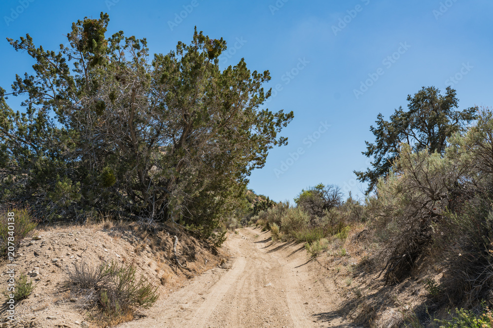 Growing desert brush living in the wilderness of California's Mojave