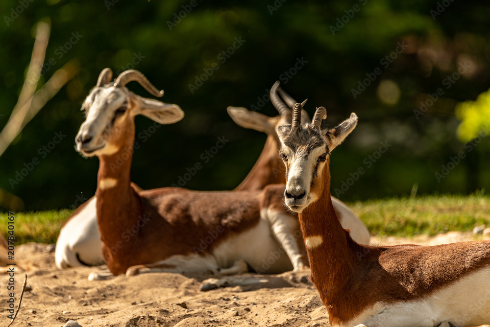 A sitting dama gazelle on a sandy ground