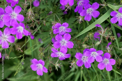 Meadow geranium (Geranium pratense)
