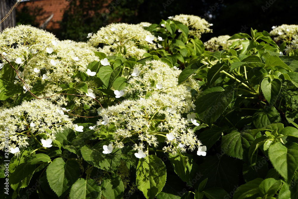 Kletterhortensie (Hydrangea petiolaris), Kletter-Hortensie Kletterhortensie (Hydrangea petiolaris), Kletter-Hortensie