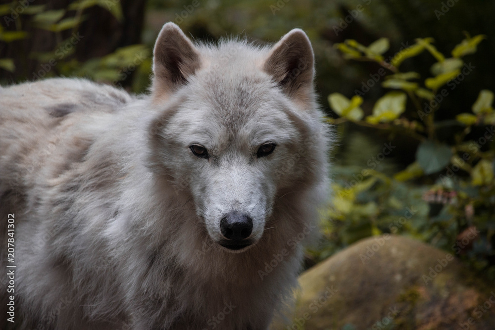 Gray Wolf Gray Wolf
