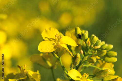 close-up of a rapeseed flower © Carmen Hauser