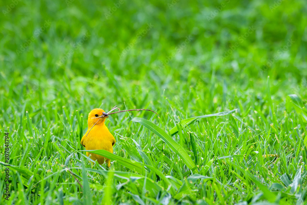 Fototapeta premium Bright yellow Saffron Finch gathering dead grass as nesting material, close up in grass, Hawaii 
