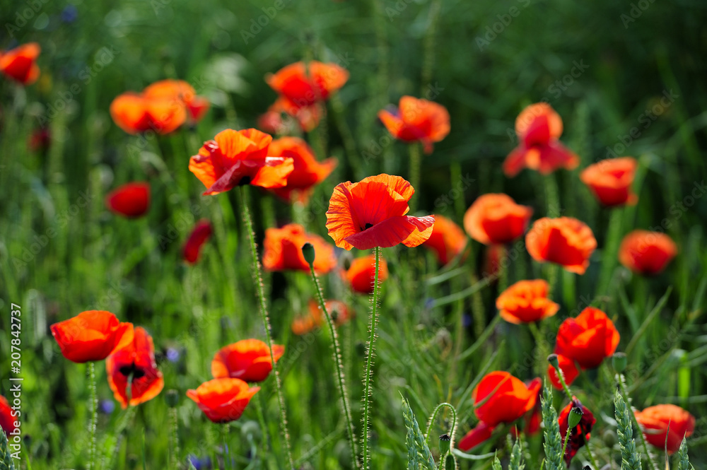 nature, non-urban, plant, poppy, purple, red, rural, scarlet, season, sky, spring, stem, summer, wild