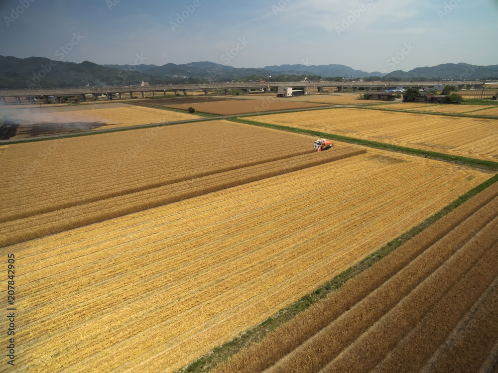 麦刈りの風景　福岡県の筑後平野