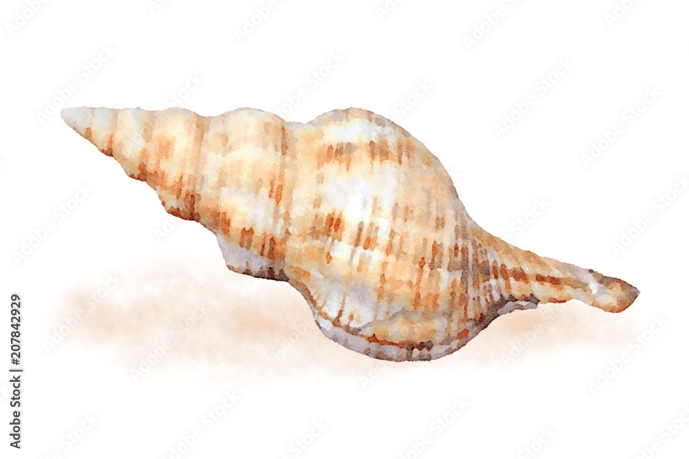 Watercolor sea shell 2