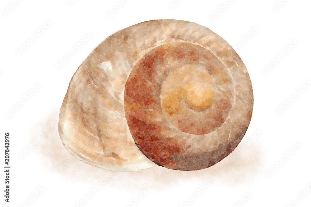 Watercolor sea shell 7 Watercolor sea shell 7