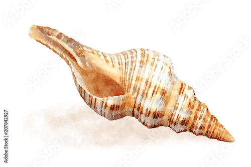Watercolor sea shell 1