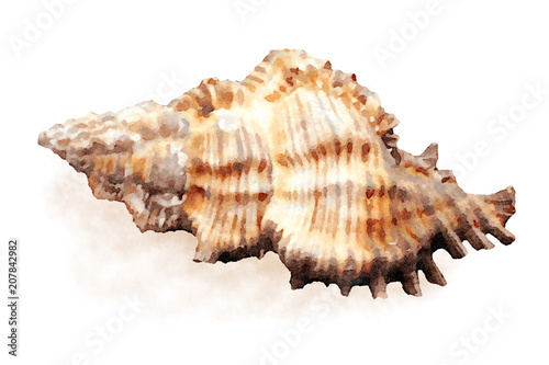 Watercolor sea shell 9