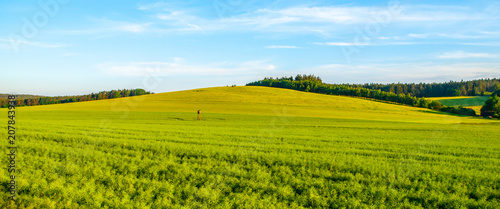 Green field panorama landscape. Panoramic view in the spring evening.